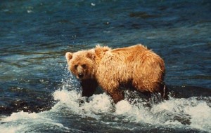 Kodiakbär, © by Eric Flipse / WWF-Canon