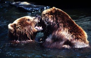 Kodiakbären, © by Chris Martin Bahr / WWF-Canon