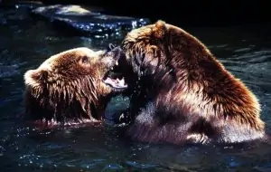 Kodiakbären, © by Chris Martin Bahr / WWF-Canon Kodiakbären, © by Chris Martin Bahr / WWF-Canon