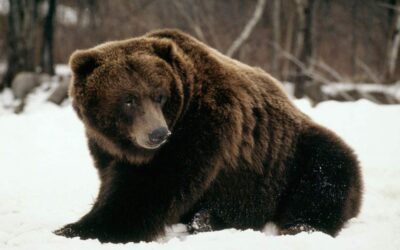 Wieder mehr Grizzlybären in Amerika!