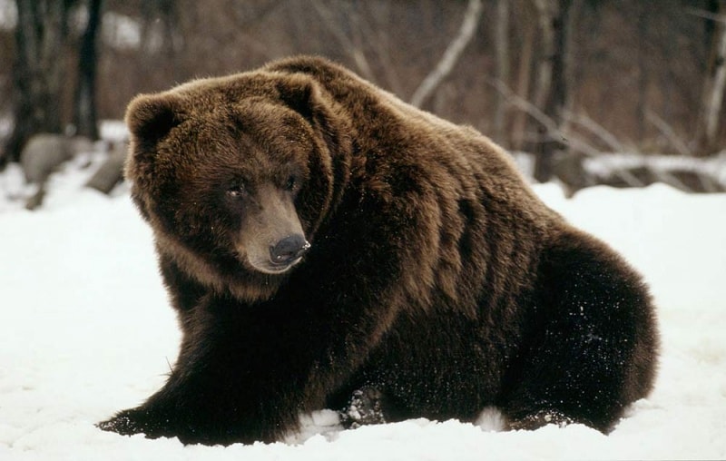 Grizzlybär
