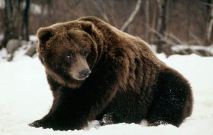 Grizzlybär, © by Klein & Hubert / WWF