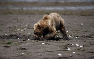 Grizzlybär, © by Y.-J. Rey-Millet / WWF-Canon