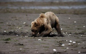 Grizzlybär, © by Y.-J. Rey-Millet / WWF-Canon Grizzlybär, © by Y.-J. Rey-Millet / WWF-Canon