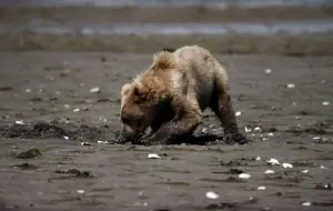 Grizzlybär, © by Y.-J. Rey-Millet / WWF-Canon Grizzlybär, © by Y.-J. Rey-Millet / WWF-Canon