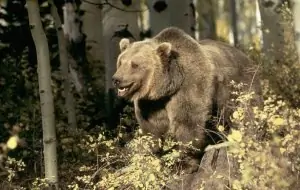 Grizzlybär, © by Klein & Hubert / WWF Grizzlybär, © by Klein & Hubert / WWF