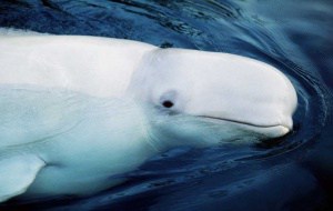 Beluga (Weißwal), © by Kevin Schafer / WWF-Canon