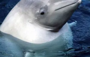 Beluga (Weißwal), © by Kevin Schafer / WWF-Canon Beluga (Weißwal), © by Kevin Schafer / WWF-Canon