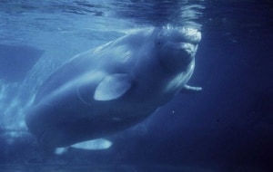 Beluga (Weißwal), © by William W. Rossiter / WWF-Canon Beluga (Weißwal), © by William W. Rossiter / WWF-Canon