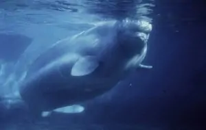 Beluga (Weißwal), © by William W. Rossiter / WWF-Canon Beluga (Weißwal), © by William W. Rossiter / WWF-Canon