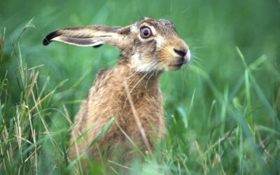 VCÖ und WWF: Deutlicher Anstieg der getöteten Hasen im Straßenverkehr