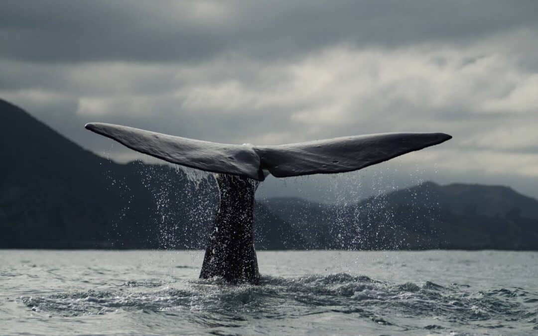 Giganten der Meere