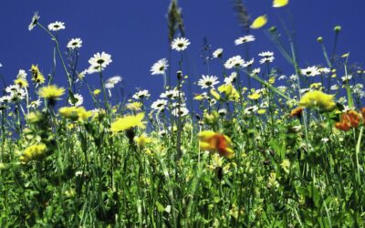 EU-Wiederaufbaufonds: WWF begrüßt geplante Aufstockung des Biodiversitätsfonds