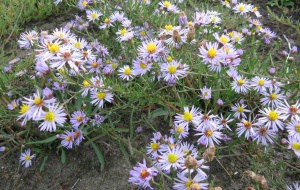 Die Salz-Aster blüht im Herbst an den Lackenufern, © by Bernhard Kohler Die Salz-Aster blüht im Herbst an den Lackenufern, © by Bernhard Kohler