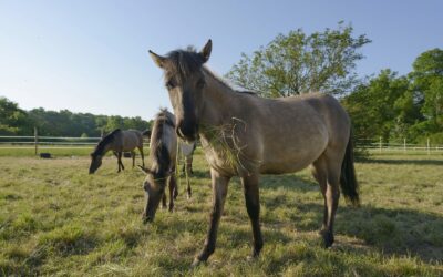 Die Urenkel der europäischen Wildpferde erobern die March-Auen