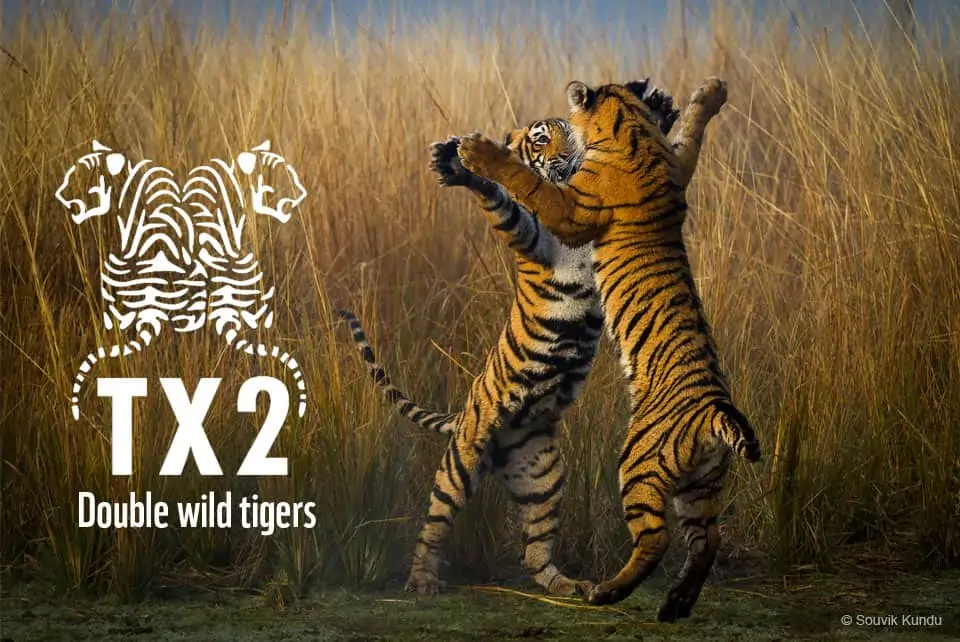 Double Tiger, © by Souvik Kundu Double Tiger, © by Souvik Kundu