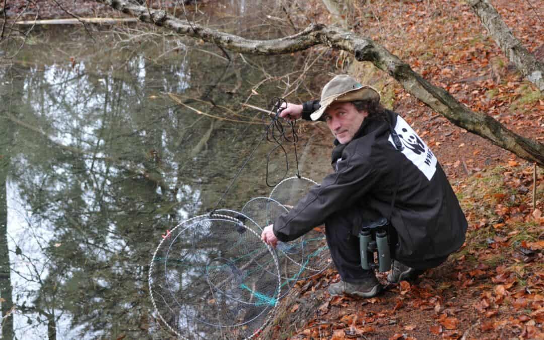 Gefährliche Goldfische: Warum die süßen Haustiere in der Wildnis zum Problem werden