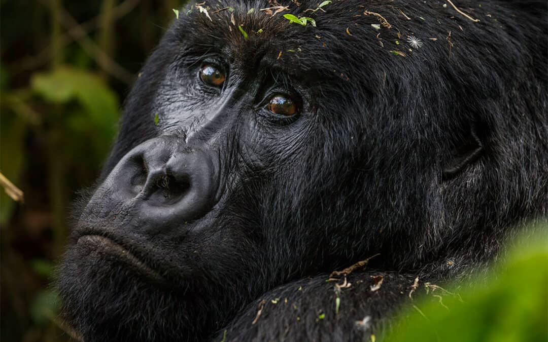 Fotoalbum Gorilla
