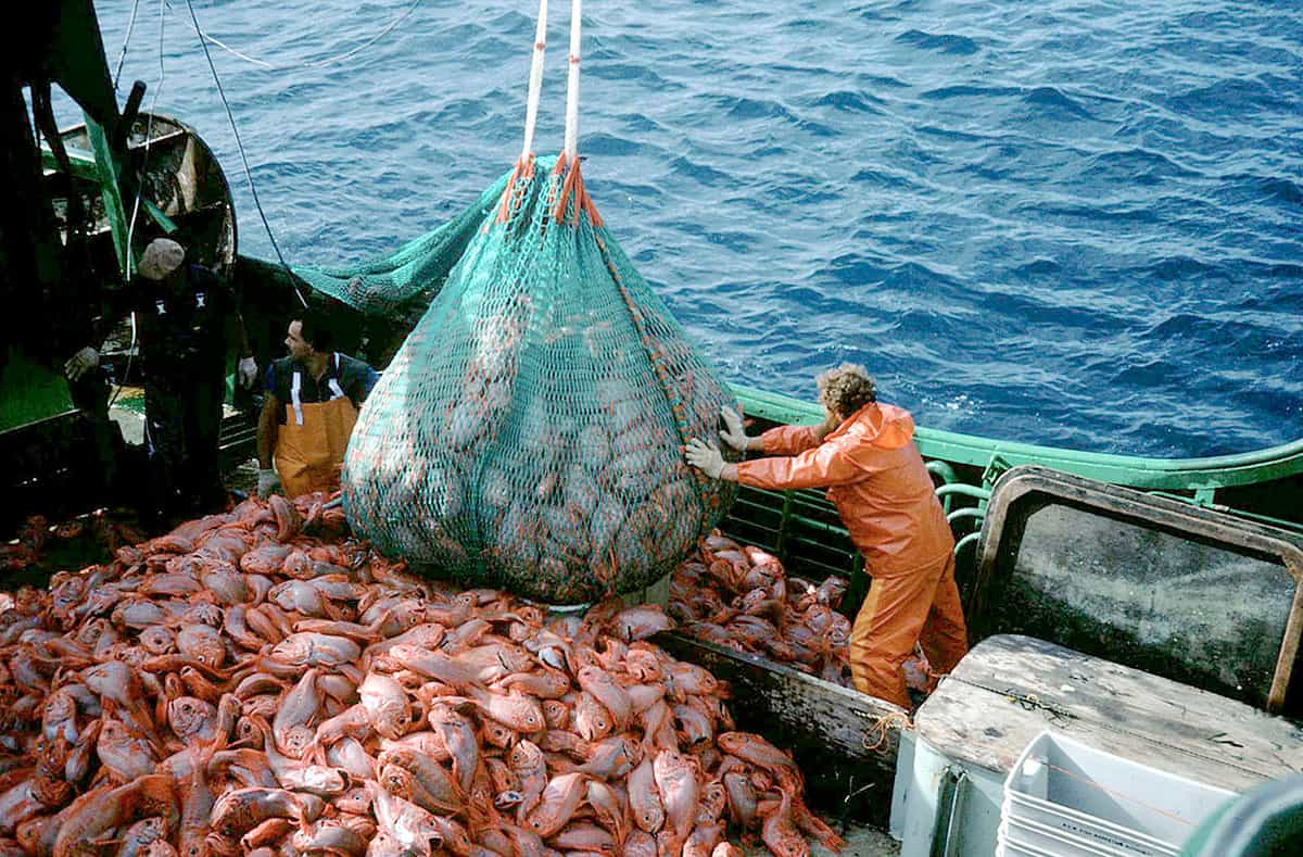 Bedrohung: Überfischung