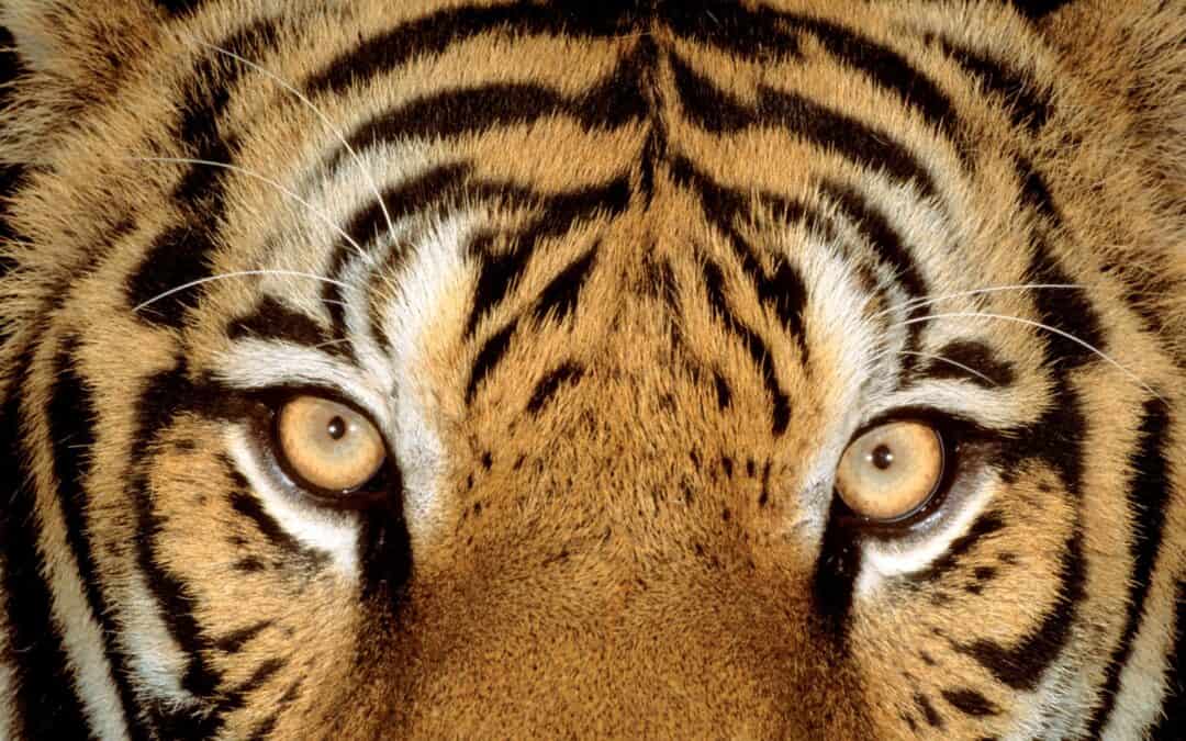 Fotoalbum Tiger