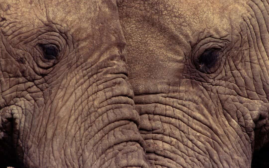Fotoalbum Wildlife