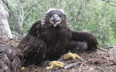 Herr der Ringe: WWF-Mitarbeiter im Horst bei jungen Seeadlern