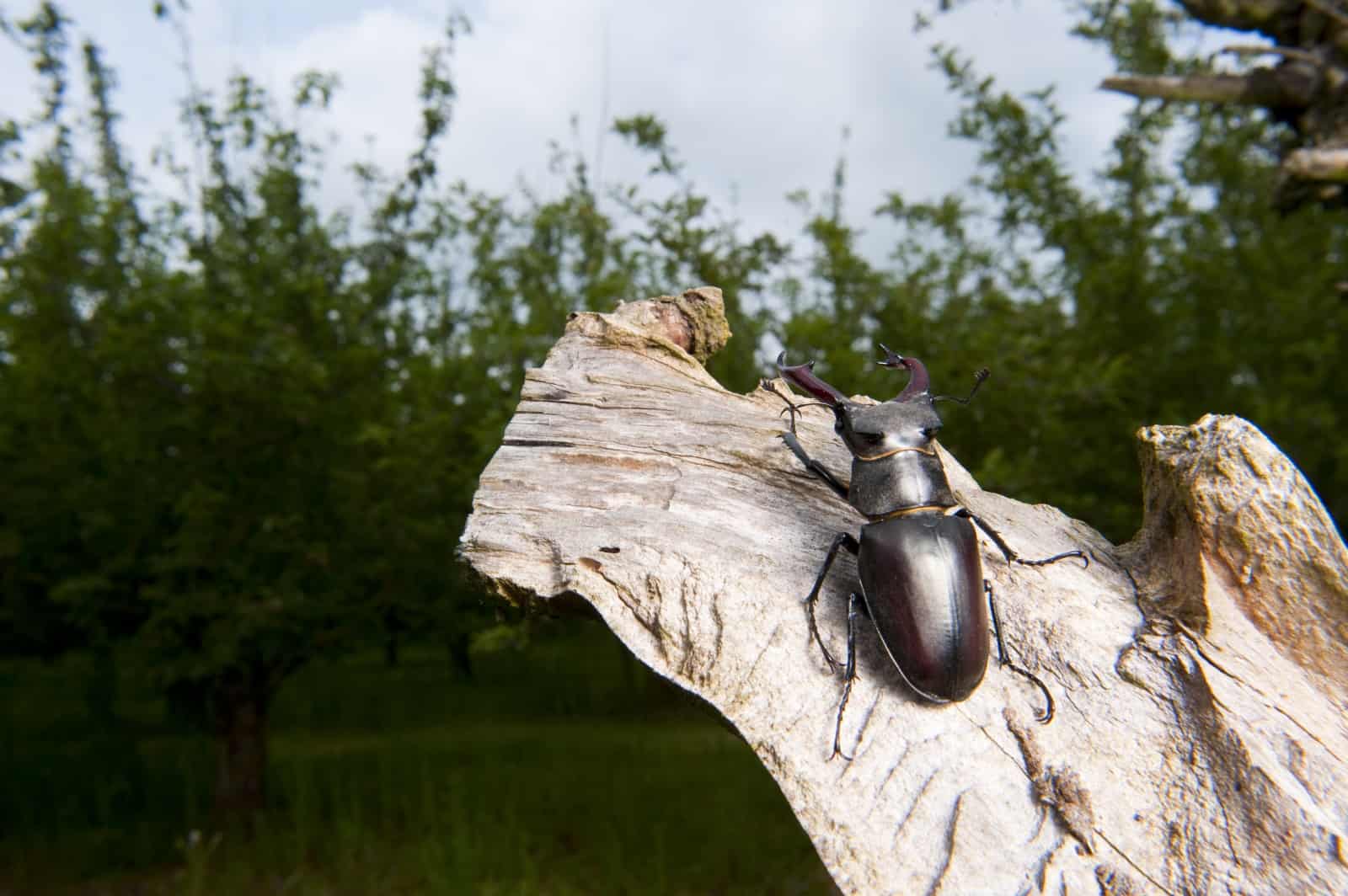 Schutzvorrichtung für wandernde Amphibien (c) Walther Gastinger WWF Österreich