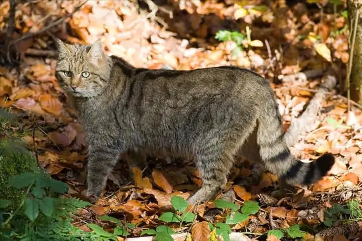 Wildkatze, © by Nationalpark Thayatal Wildkatze, © by Nationalpark Thayatal