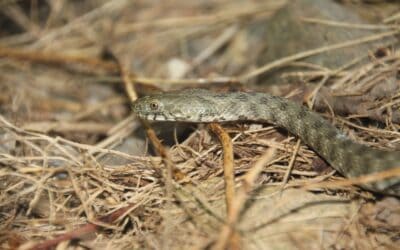 WWF und Naturschutzbund Steiermark: UVP-Auflagen beim Murkraftwerk klar verletzt