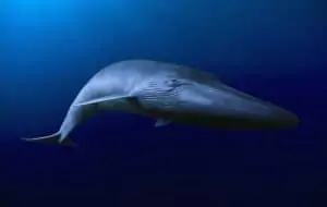 Blauwal, © by naturepl.com/David Fleetham/WWF Blauwal, © by naturepl.com/David Fleetham/WWF