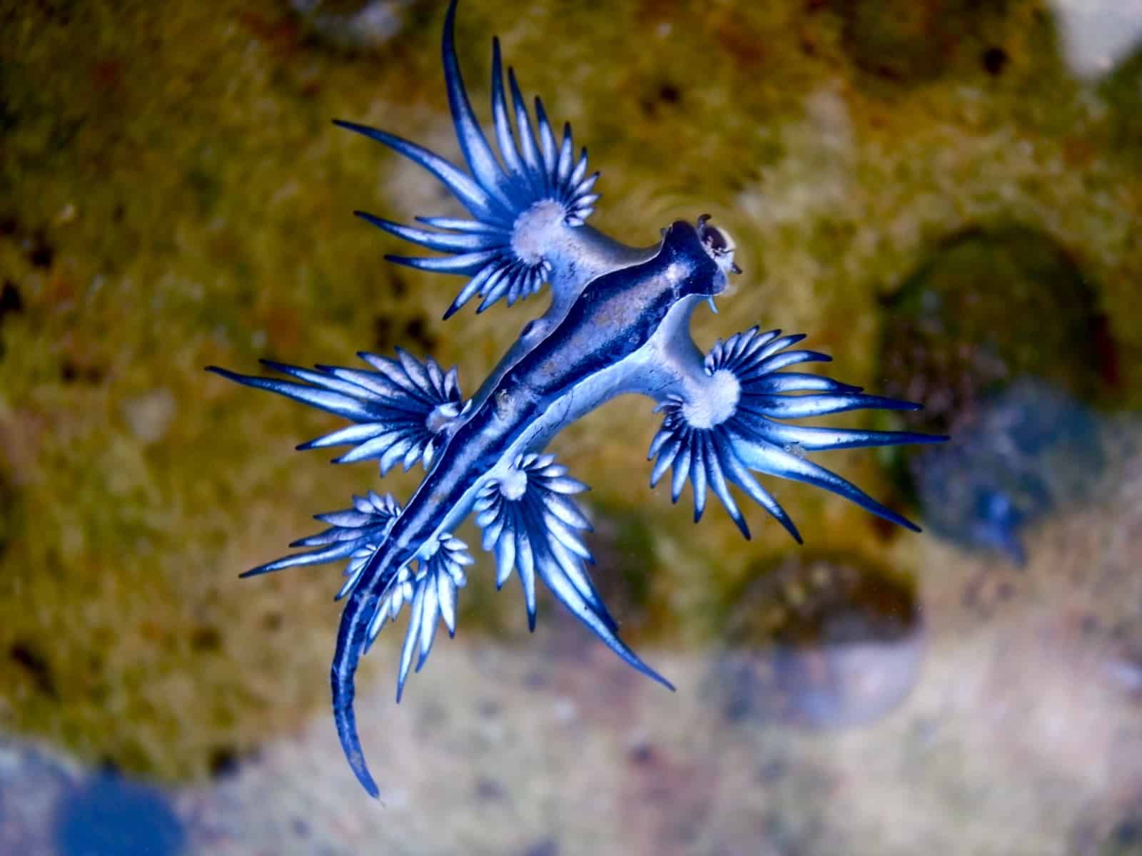 Blaue Ozeanschnecke, © by Wikimedia/Sylke Rohrlach Blaue Ozeanschnecke, © by Wikimedia/Sylke Rohrlach