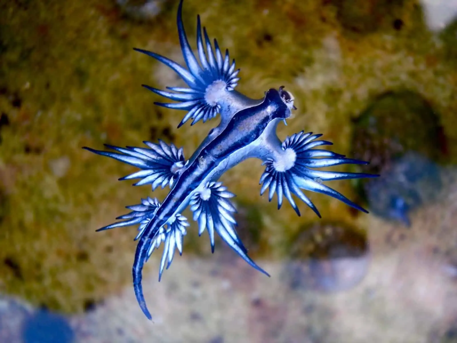Blaue Ozeanschnecke, © by Wikimedia/Sylke Rohrlach Blaue Ozeanschnecke, © by Wikimedia/Sylke Rohrlach