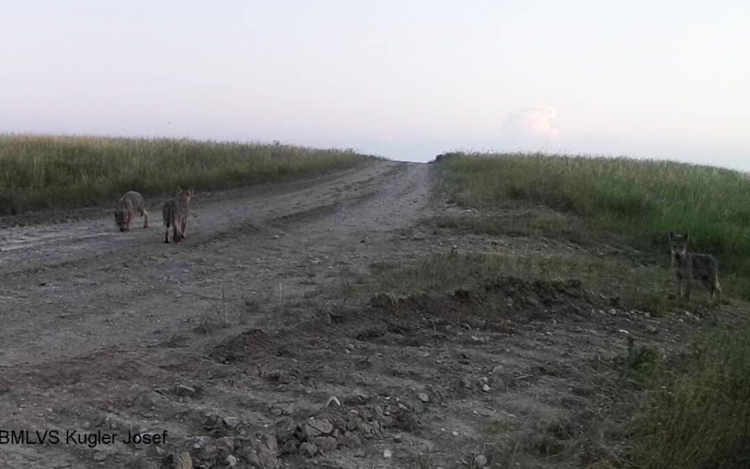 Zweiter Wolfsnachwuchs in Allentsteig: Sechs Wolfsjunge bestätigt