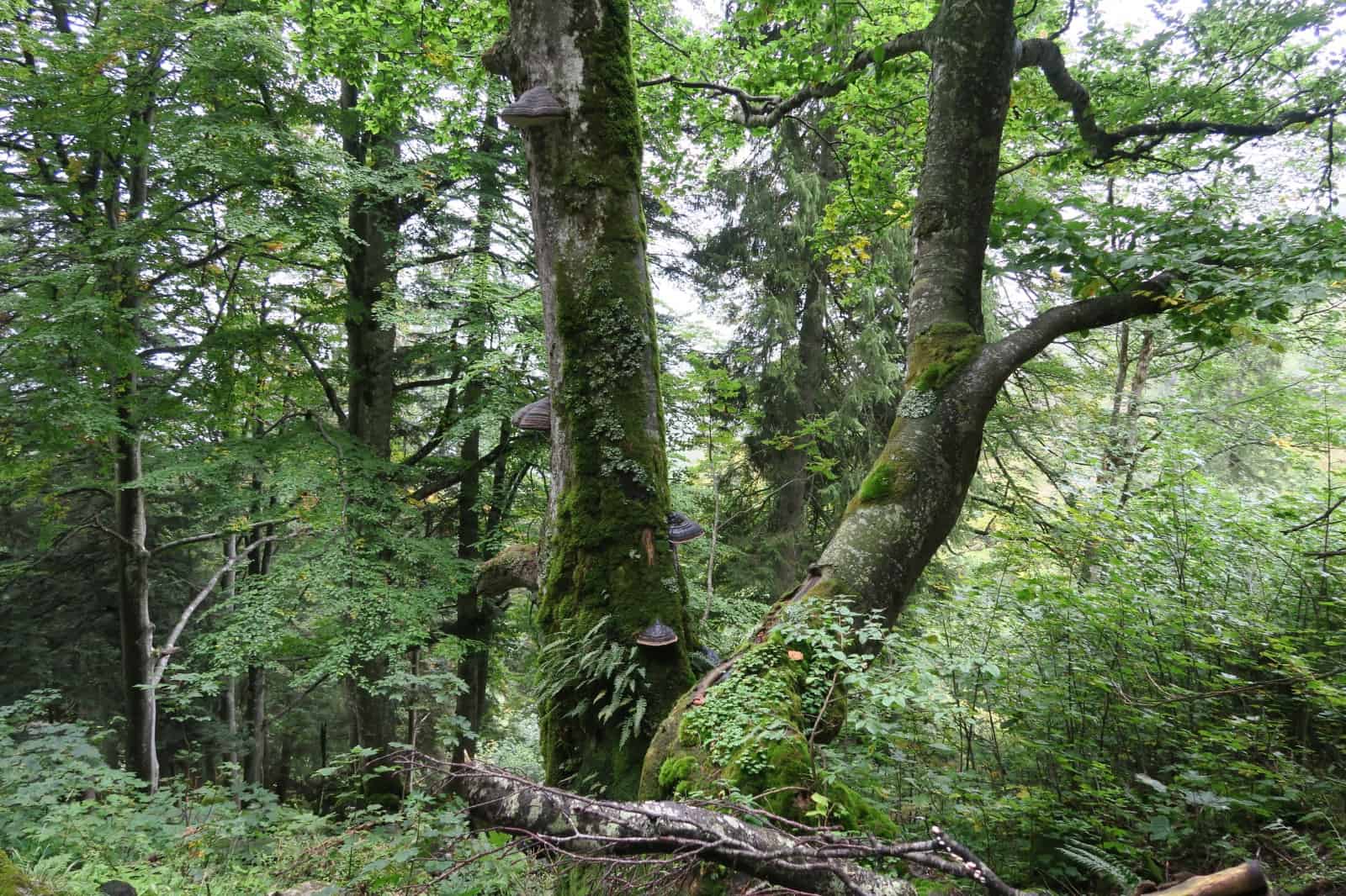 Ein naturnaher Wald