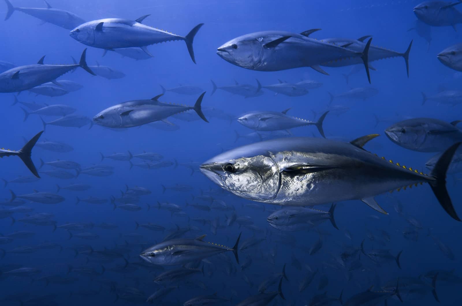 Blauflossen-Thunfisch-Schule, © by Brian J. Skerry / National Geographic Stock / WWF Blauflossen-Thunfisch-Schule, © by Brian J. Skerry / National Geographic Stock / WWF