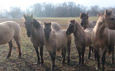 Pferdeweide Marchegg – Jahresbericht 2020