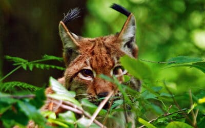 Nach Landesrechnungshof-Bericht: Naturschutz-Allianz fordert Reformen im Nationalpark Kalkalpen