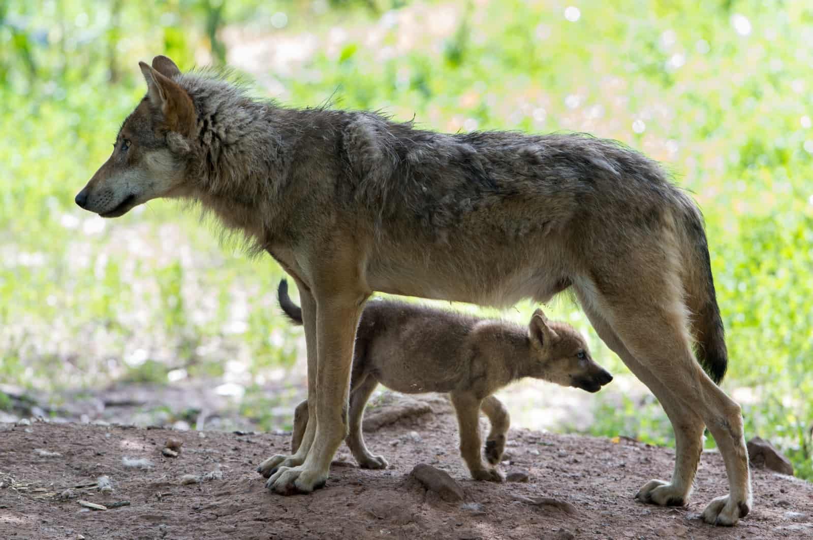 wolfsfamilie