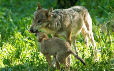 Gericht hat entschieden: Wolfsabschüsse in Tirol dürfen nicht vollstreckt werden