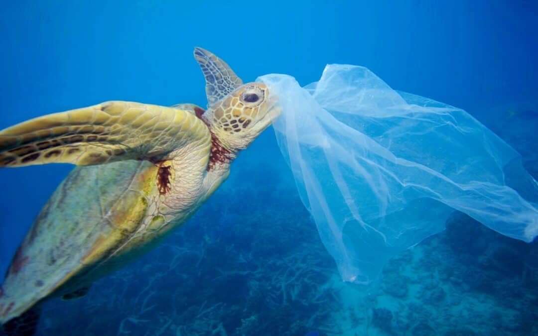 WWF-Studie: 2050 droht Vervierfachung des Plastikmülls im Meer