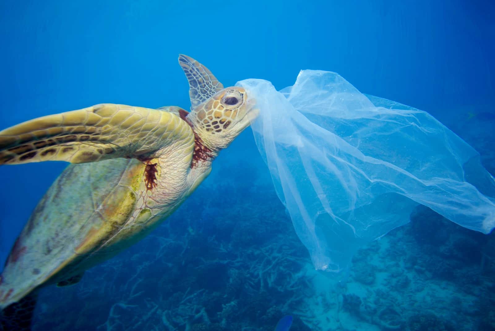 Schildkröte frisst Plastikmüll (c) Troy Mayne WWF