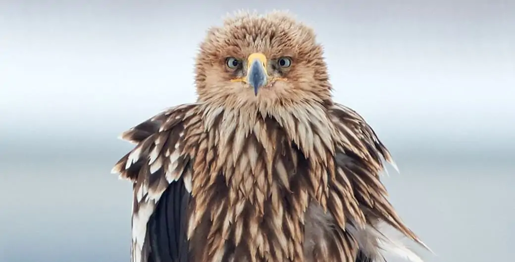 Kaiseradler, © by A. Gruber
