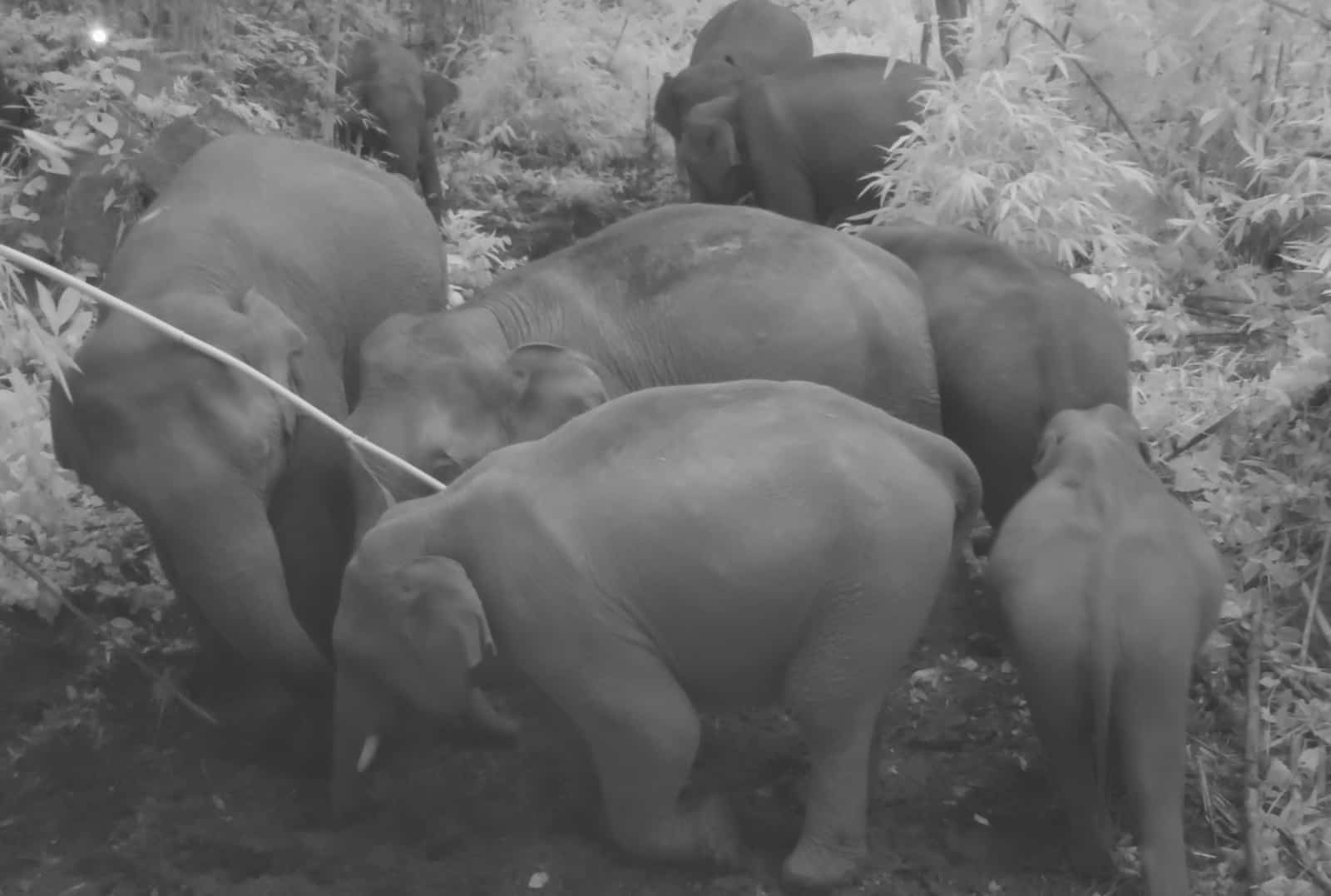 Elefanten an der Salzlecke, © by KFD Elefanten Kamerafalle