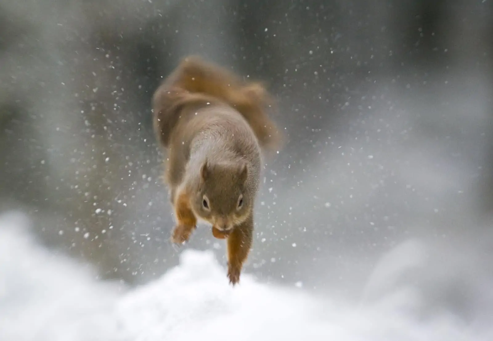 Eichhörnchen im Schnee