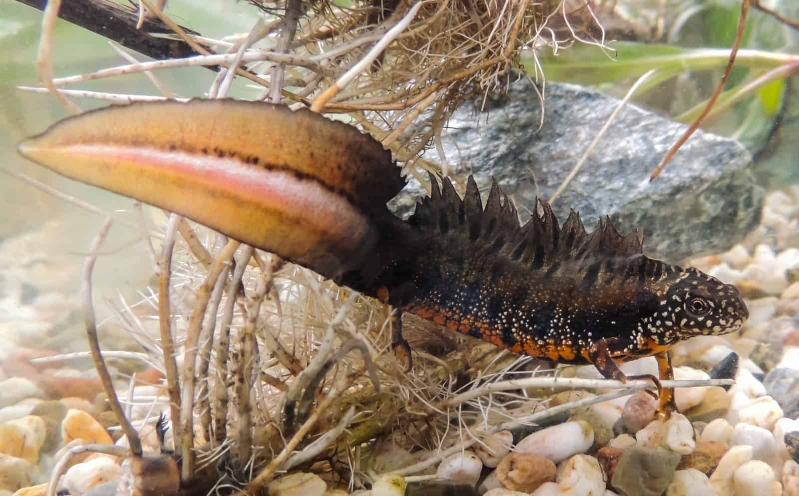 Donaukammmolch Triturus, © by © U.Nüsken Donaukammmolch Triturus, © by © U.Nüsken