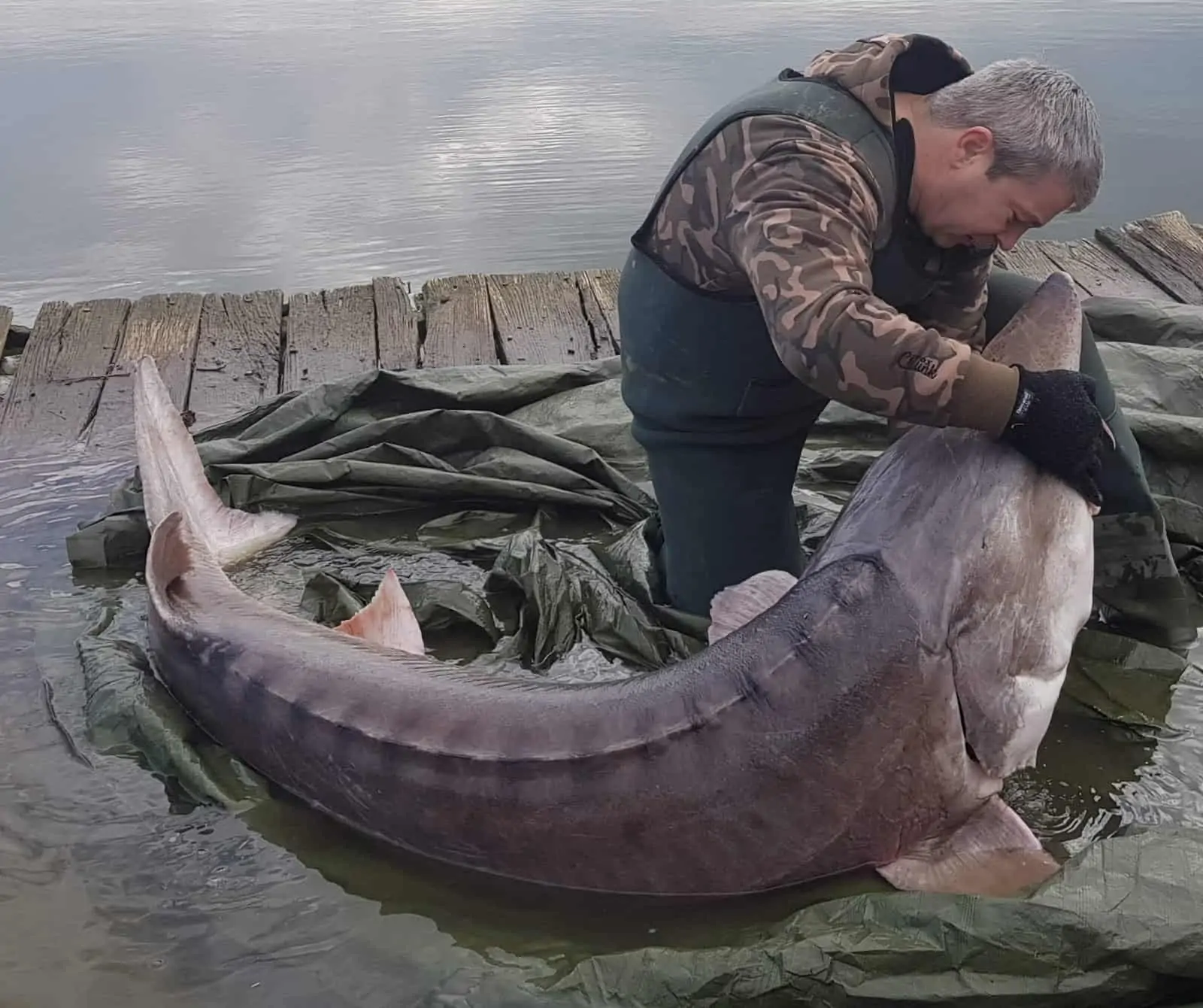 Riesen-Beluga-Stör von Fischer gerettet, © by Dan Constantin