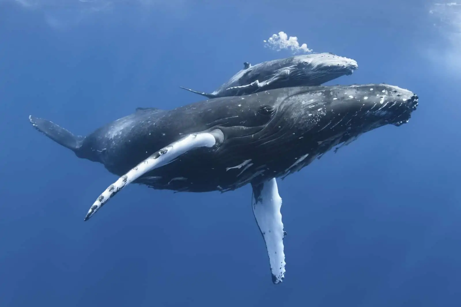 Buckelwalmutter mit Kalb, © by naturepl.com / Tony Wu / WWF