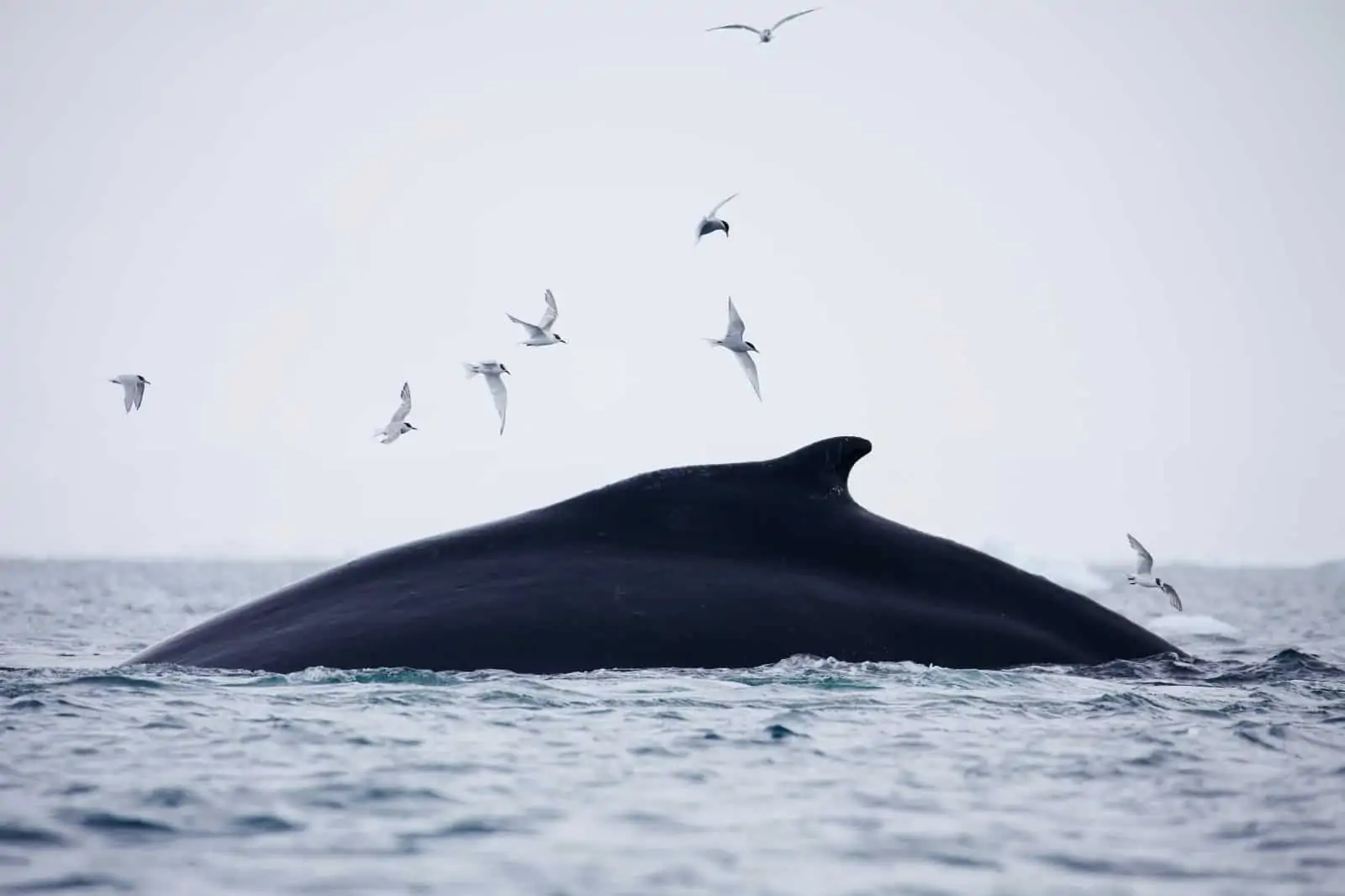 Ein Buckelwal schwimmt im arktischen Meer, © by Chris Johnson / WWF-Australien Ein Buckelwal schwimmt im arktischen Meer, © by Chris Johnson / WWF-Australien