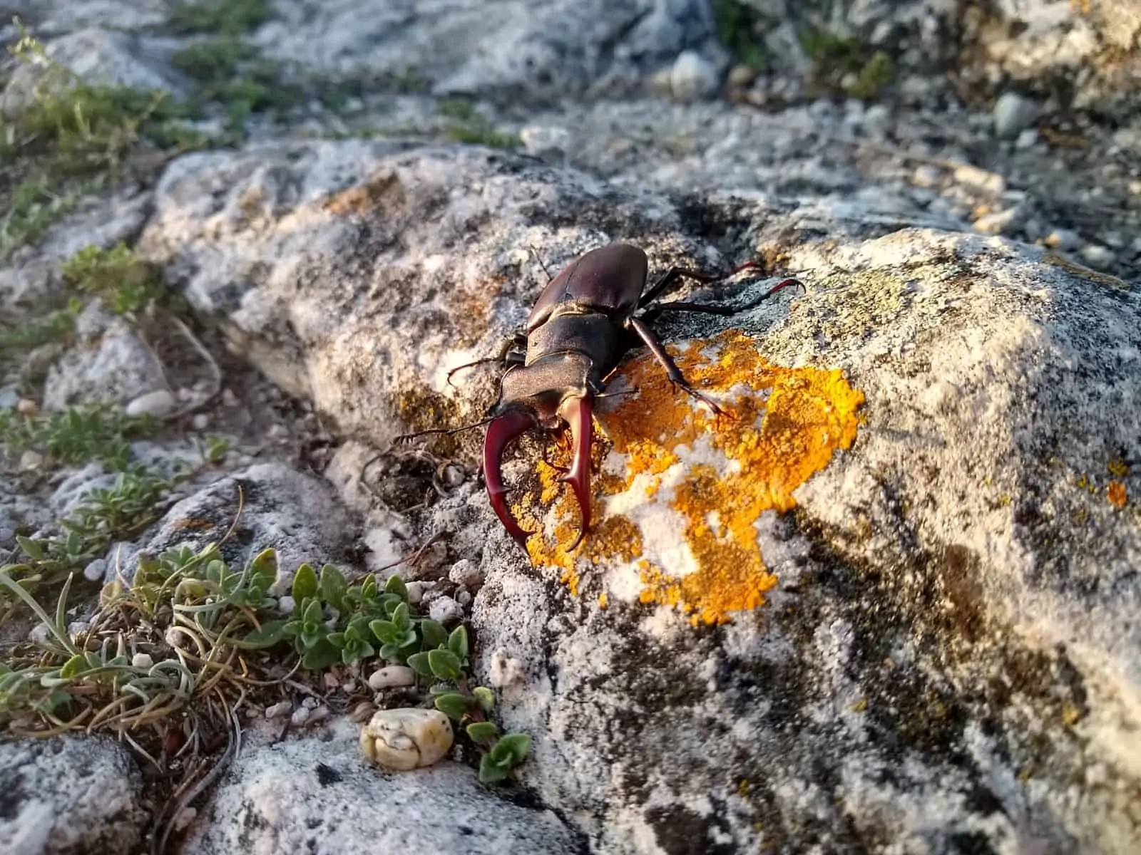 Hirschkäfer, © by Karin Enzenhofer