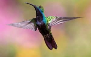 Der Kolibri ist der Flinkste, © by pexels Der Kolibri ist der Flinkste, © by pexels